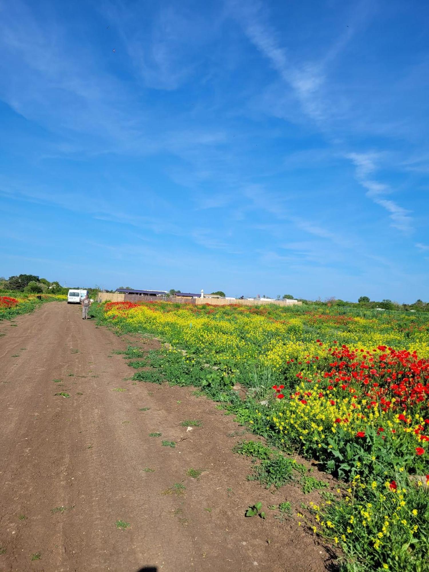 Makeeda Camping Vama Veche Exterior photo