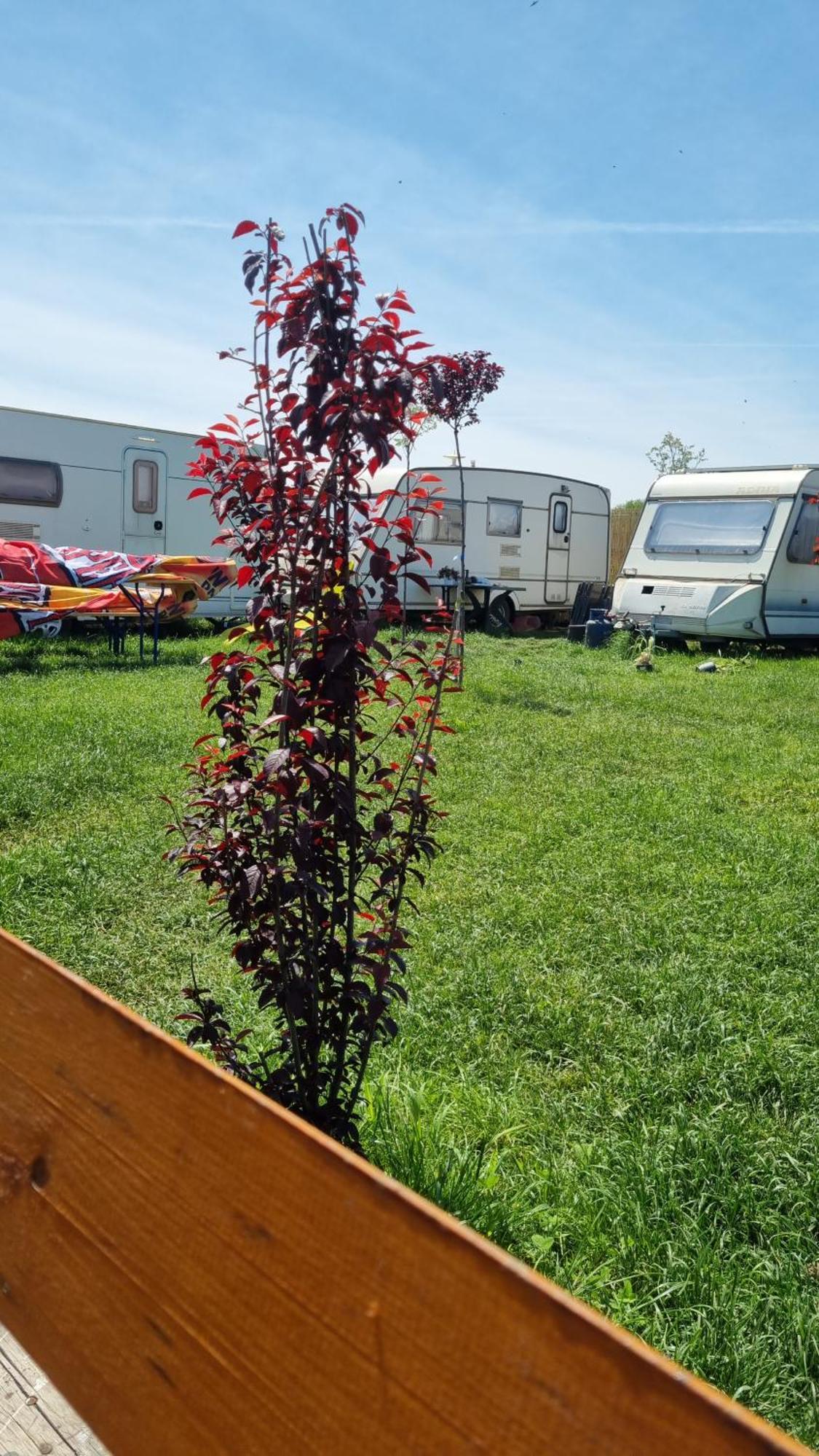 Makeeda Camping Vama Veche Exterior photo